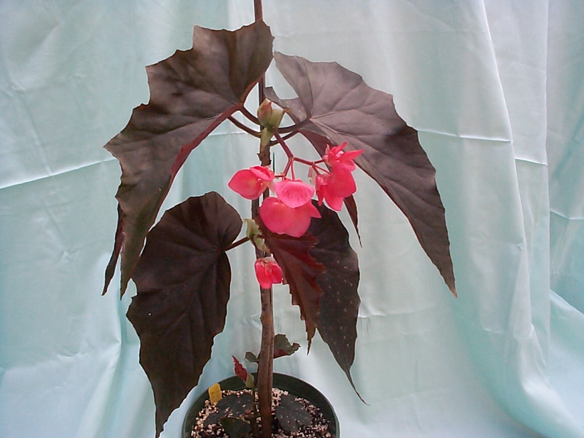 B. ‘Ken Lau Ren’
